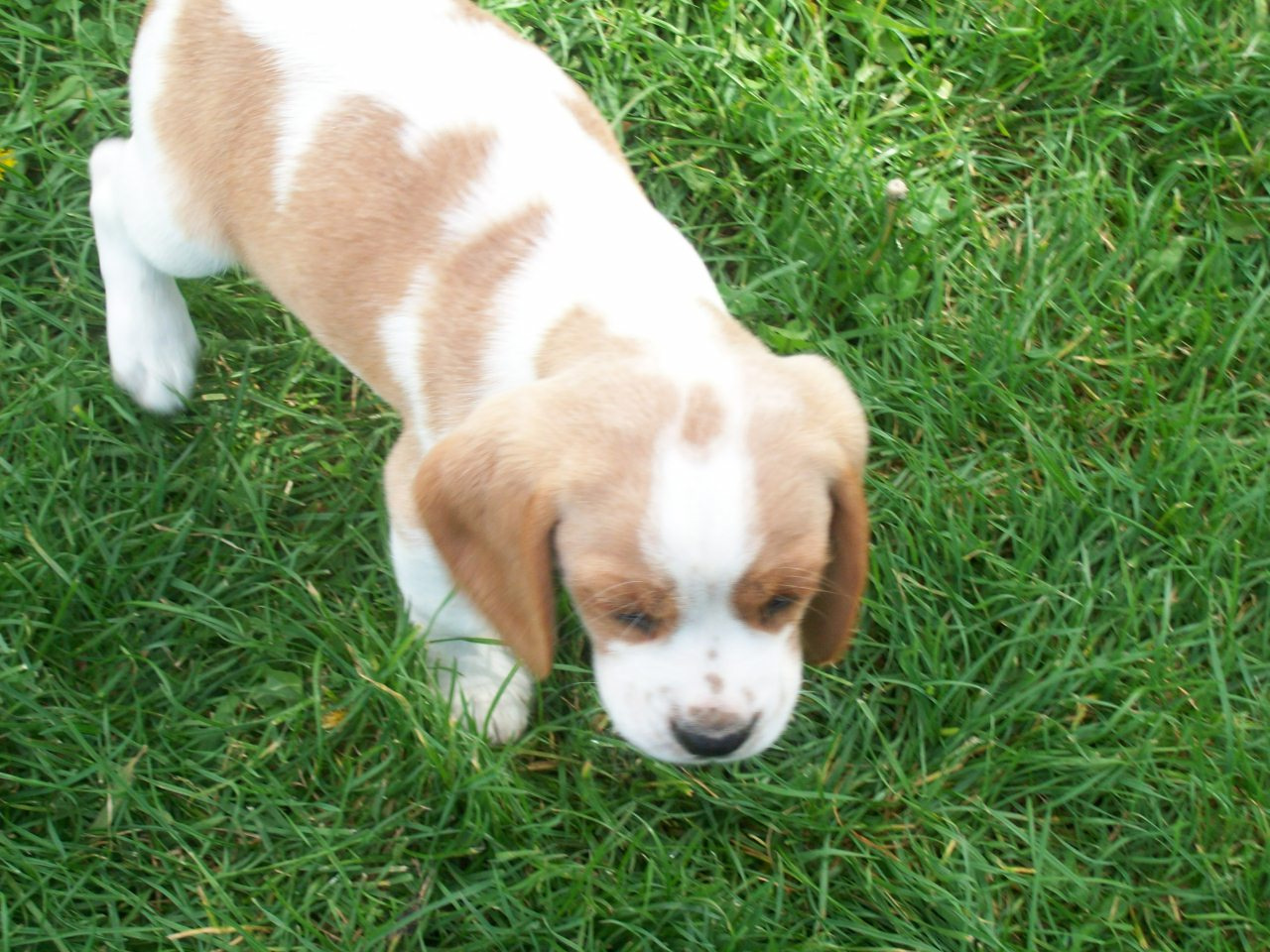 Beaglier bubs shop