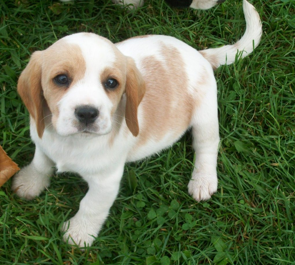 Beaglier puppies near sales me