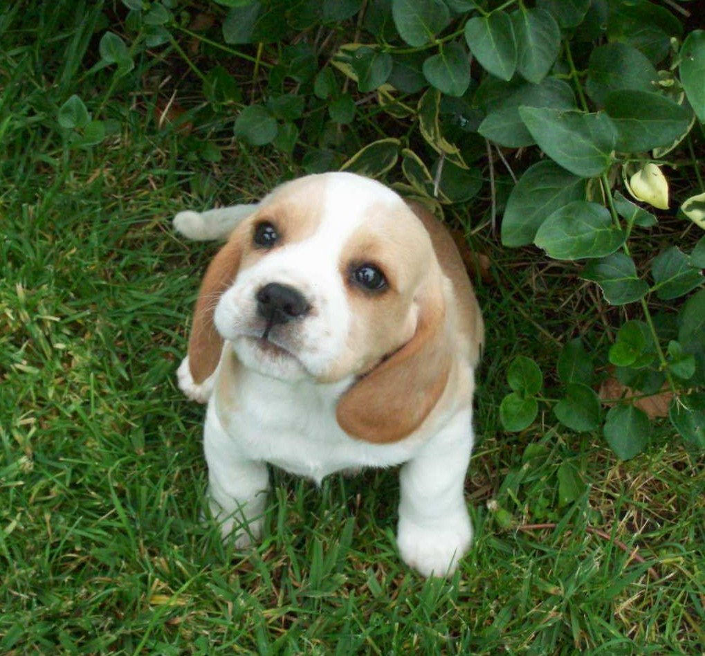 Beagle x best sale cavalier for sale