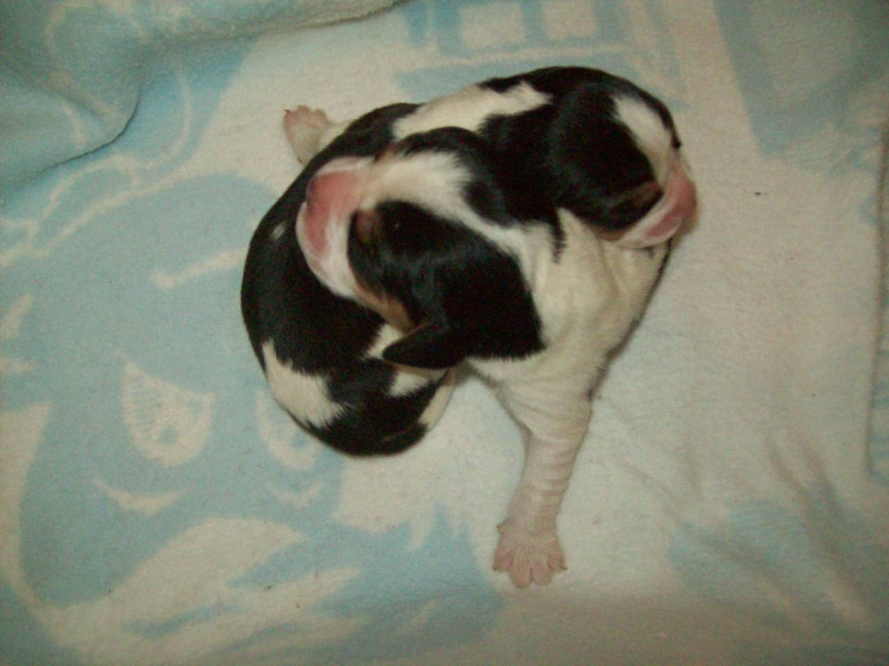 Beaglier bubs hot sale