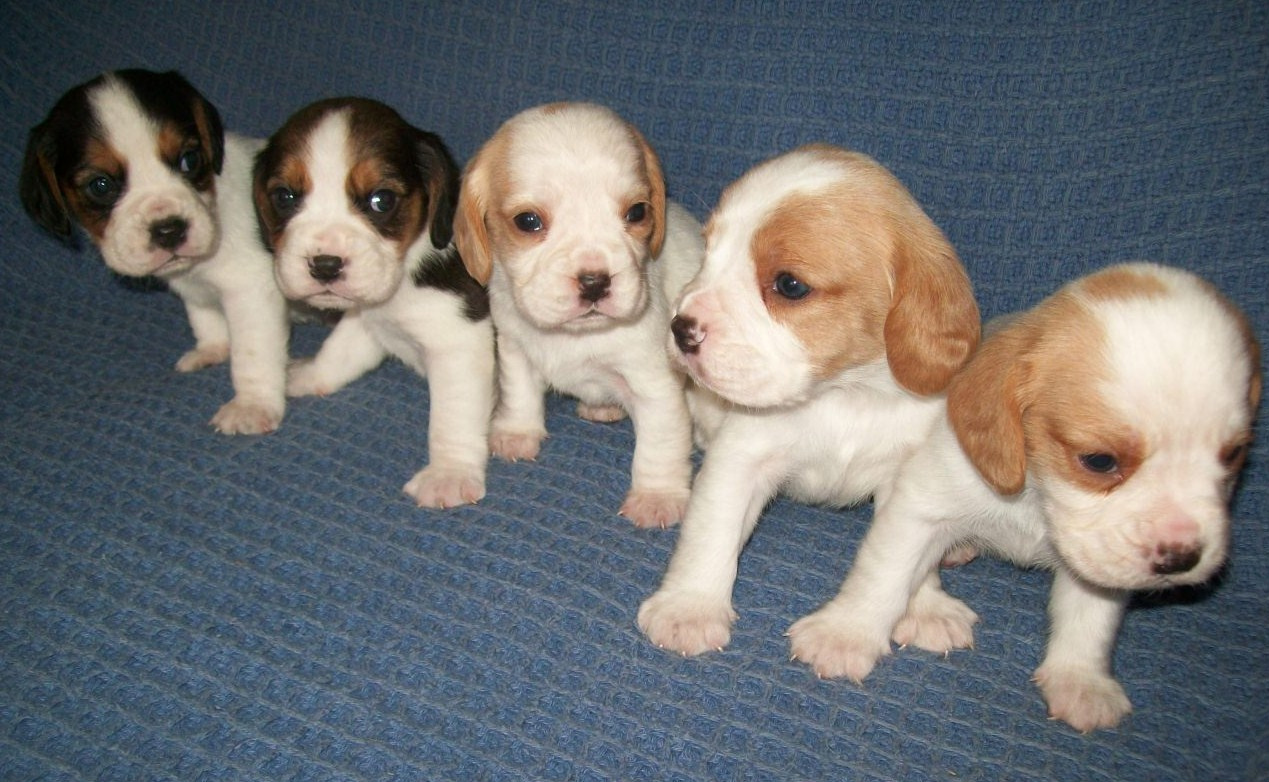 Beaglier bubs shop
