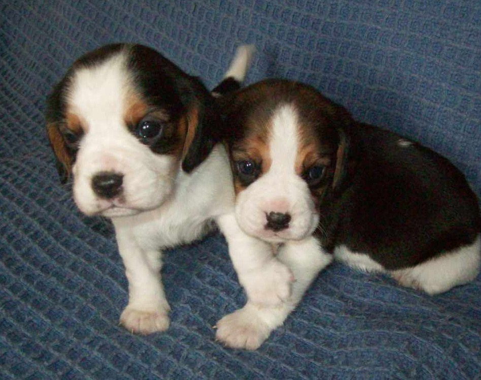 Beaglier bubs sales