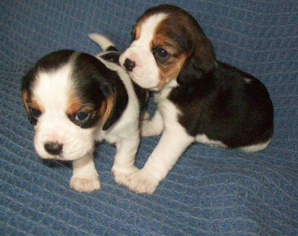 Beaglier bubs shop