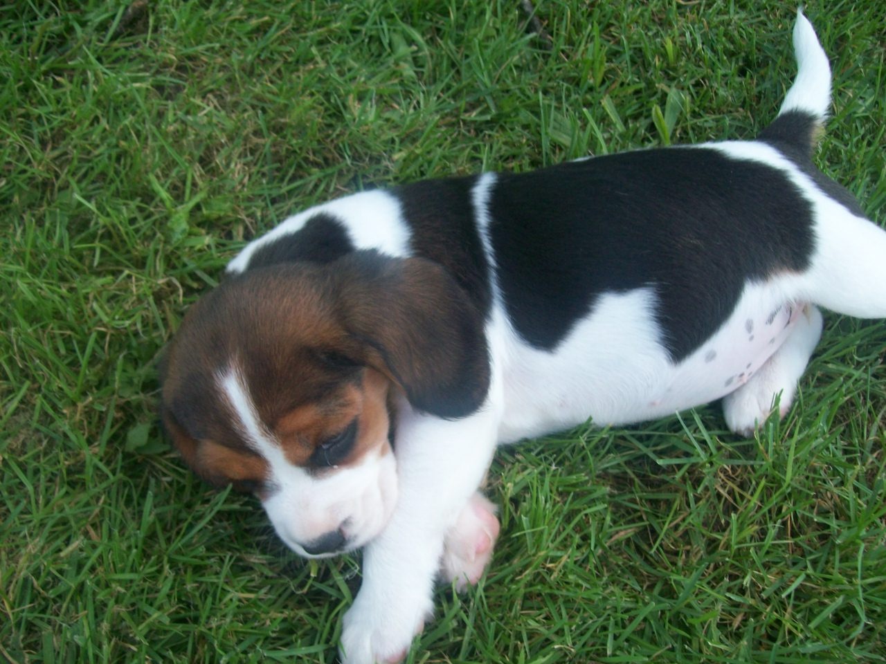 Beaglier bubs hot sale